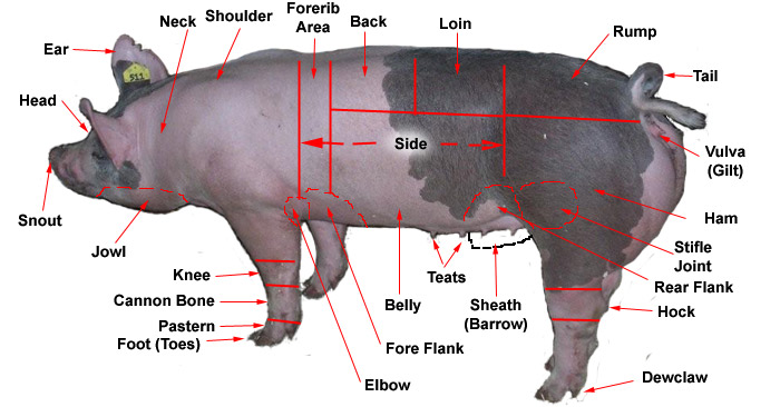 Pig Diagram Labeled